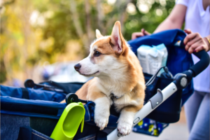dog stroller