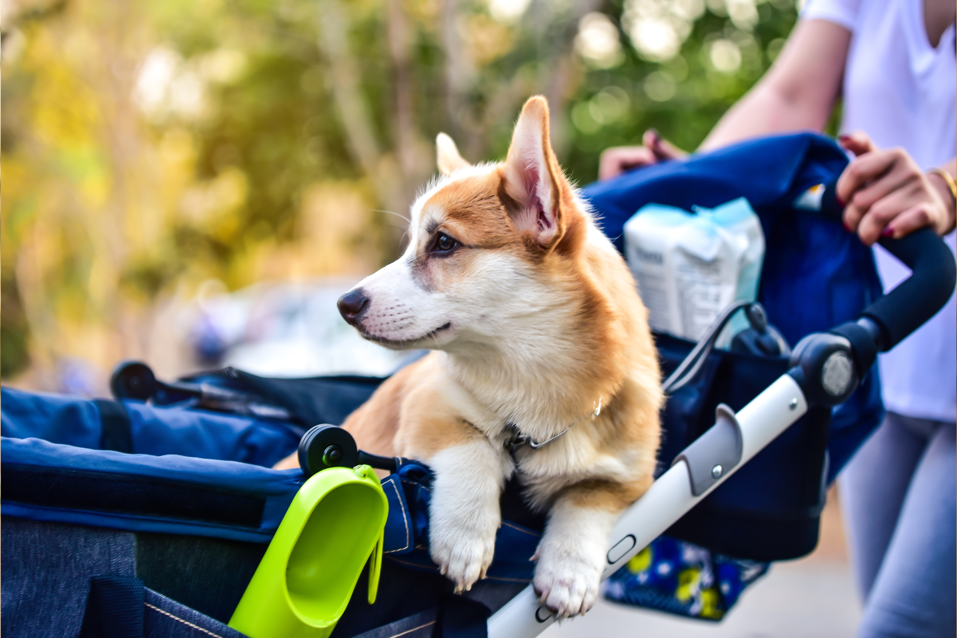 dog stroller