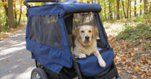 7 Benefits of Dog Strollers For Senior Dogs