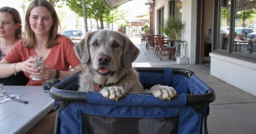 Pt strollers for senior dogs
